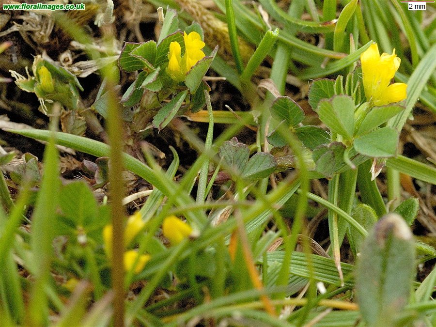 Trifolium micranthum