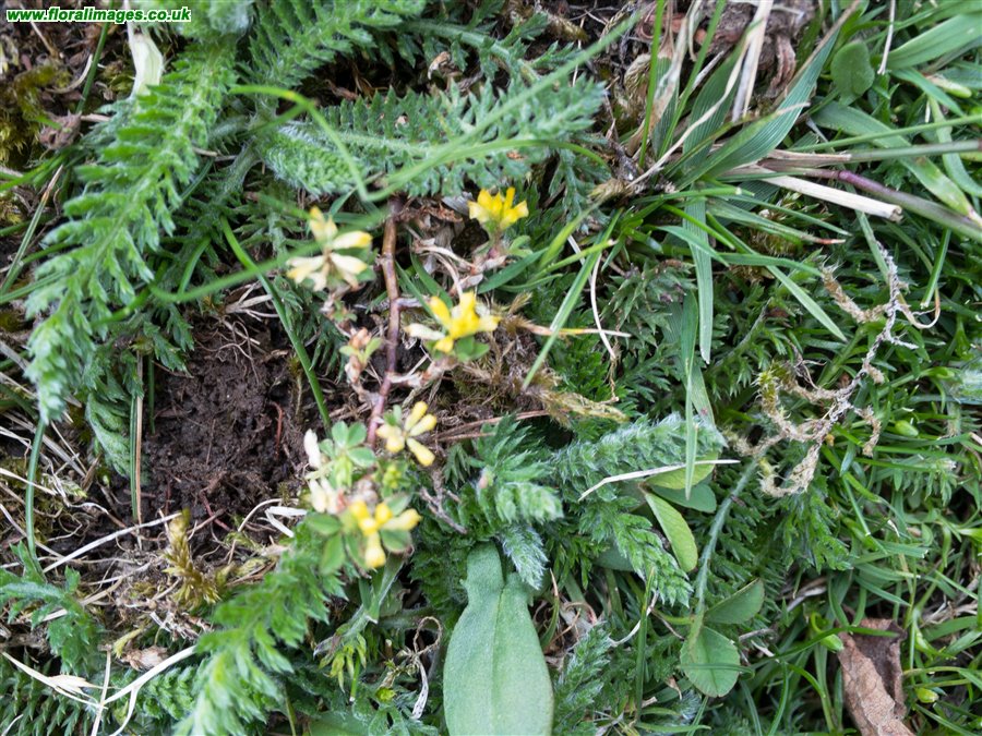 Trifolium micranthum