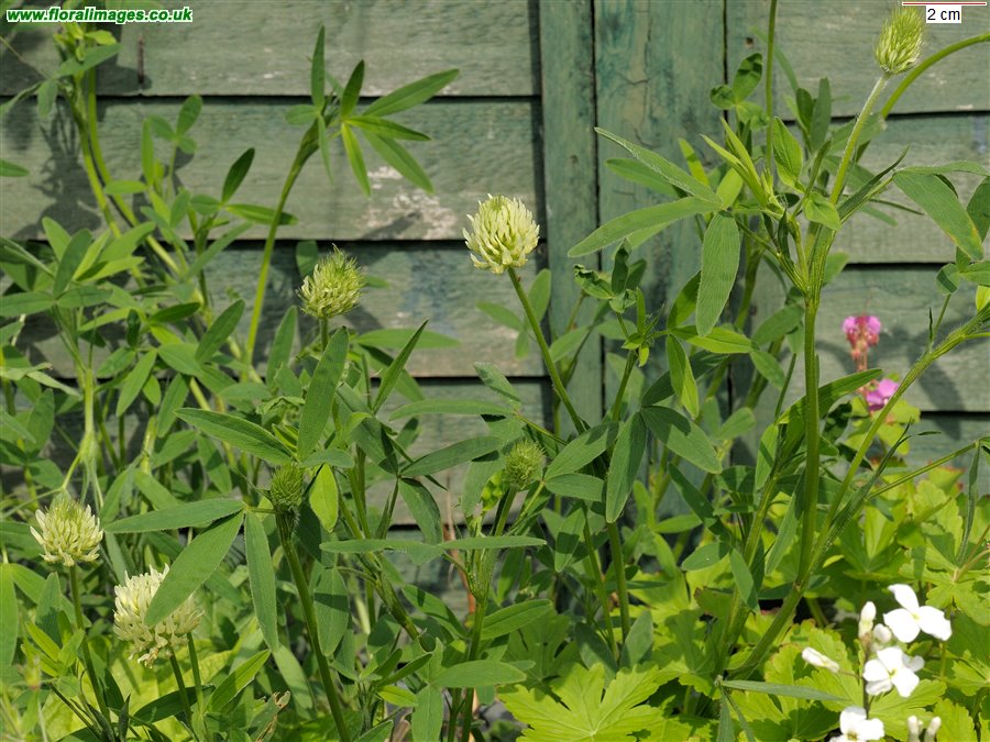 Trifolium ochroleucon