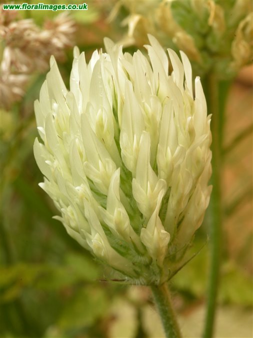 Trifolium ochroleucon