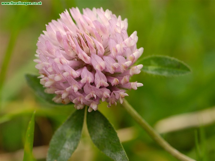 Trifolium pratense