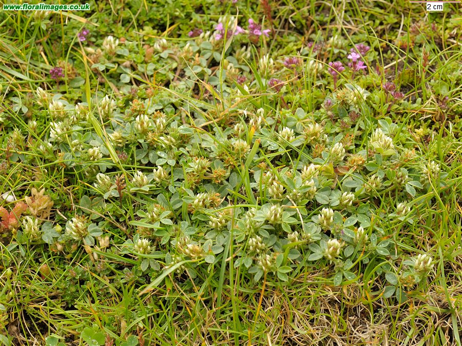 Trifolium scabrum