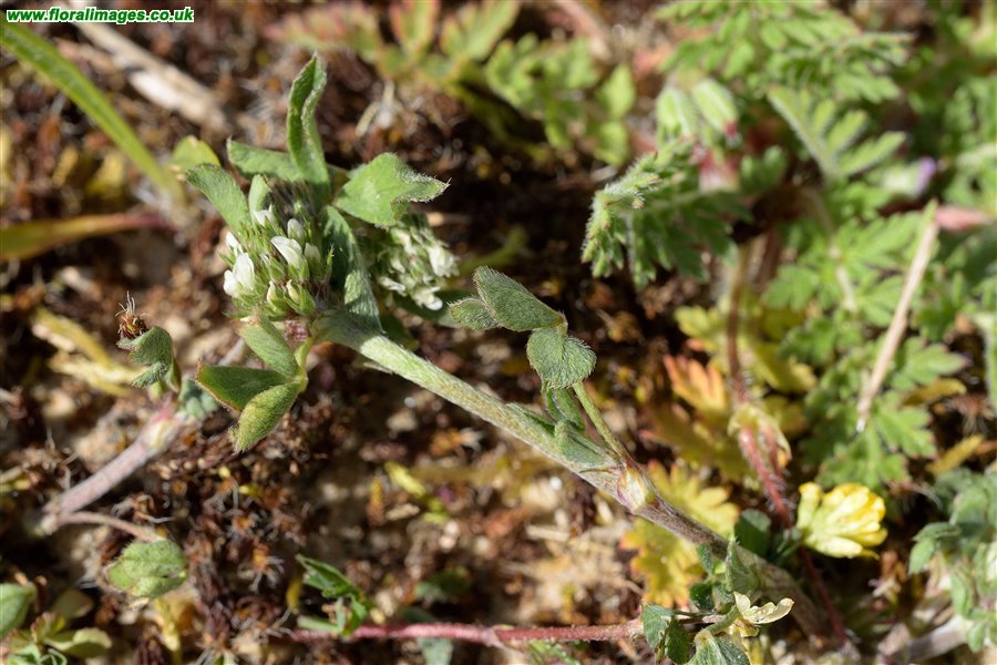 Trifolium scabrum