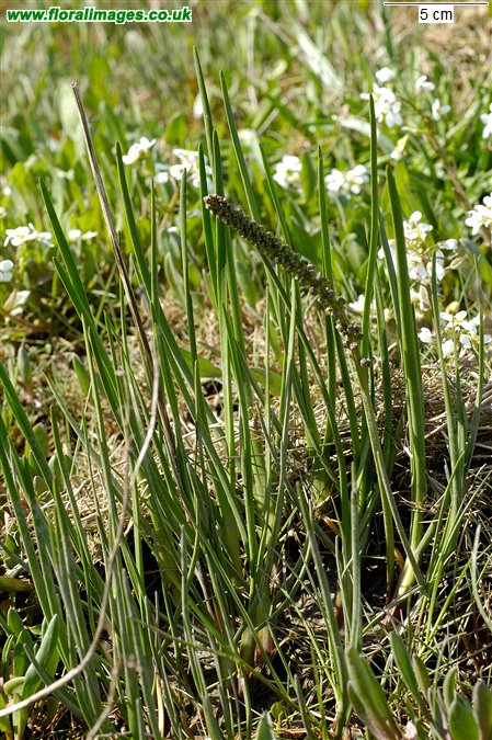 Triglochin maritima