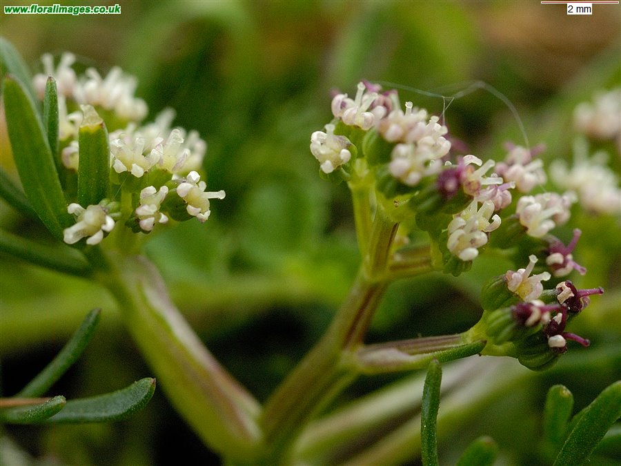 Trinia glauca