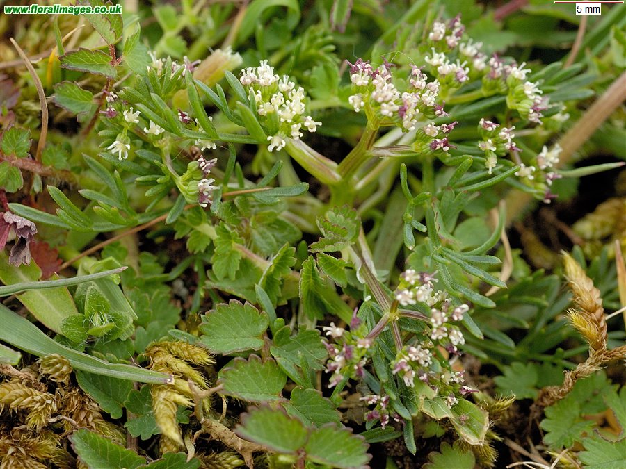 Trinia glauca