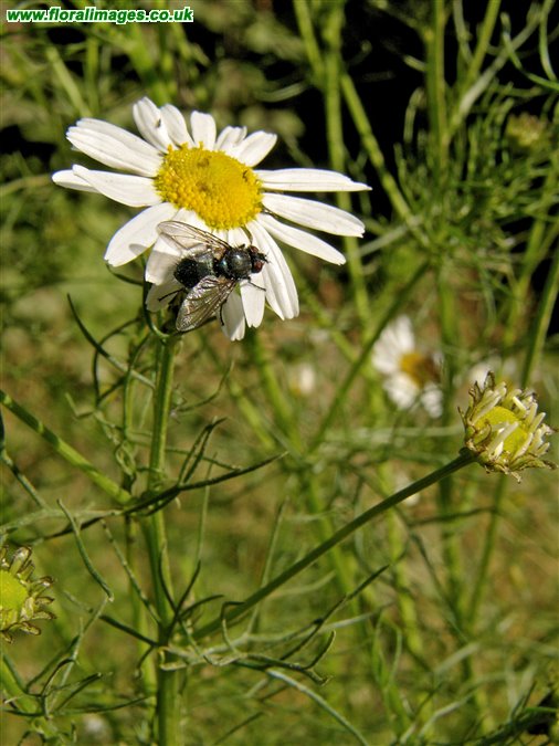 Tripleurospermum inodorum