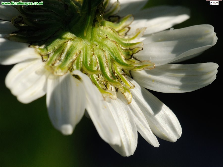 Tripleurospermum maritimum