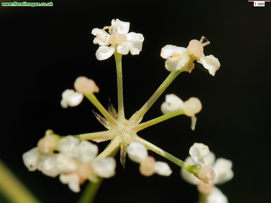 Trocdaris verticillata