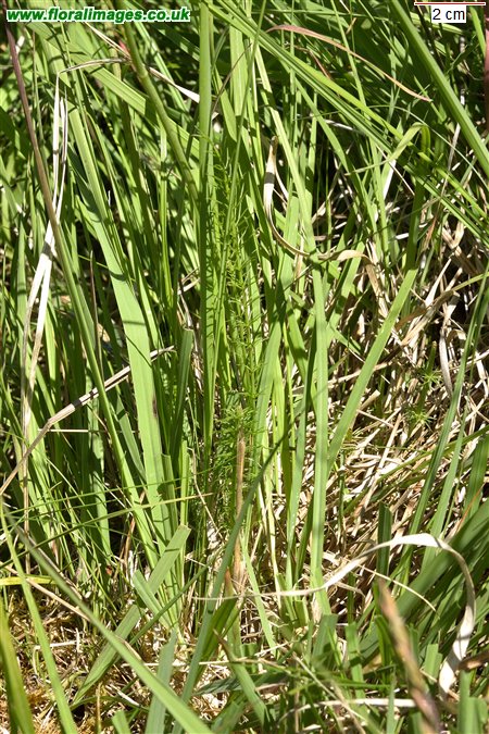 Trocdaris verticillata