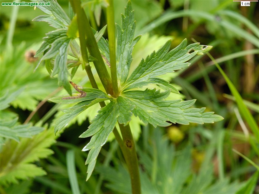 Trollius europaeus