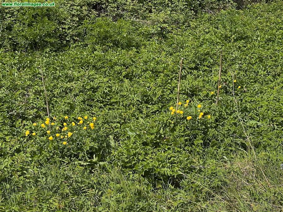 Trollius europaeus