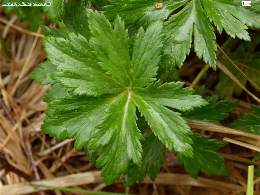 Trollius europaeus