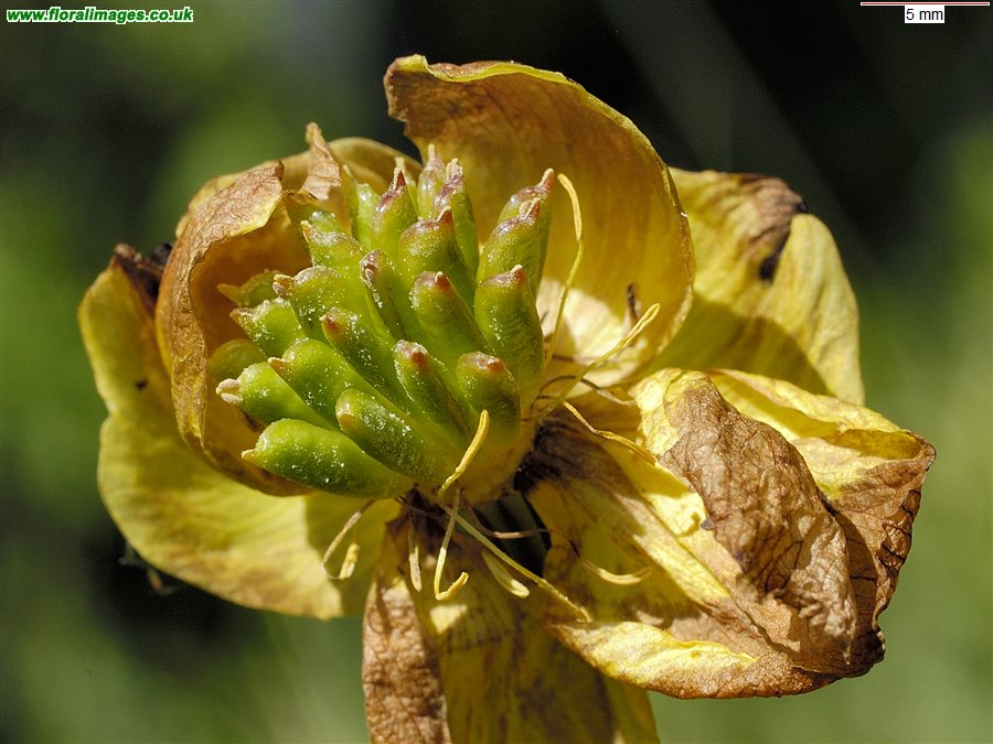 Trollius europaeus