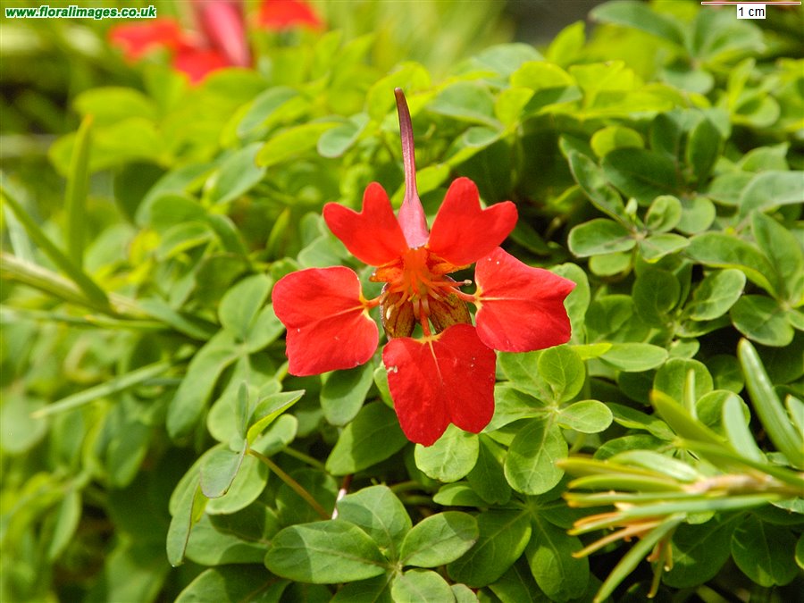 Tropaeolum speciosum