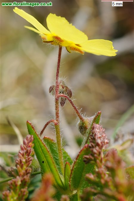 Tuberaria guttata