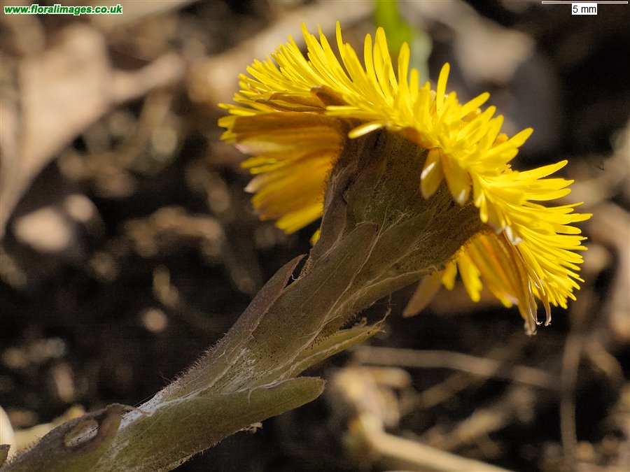 Tussilago farfara
