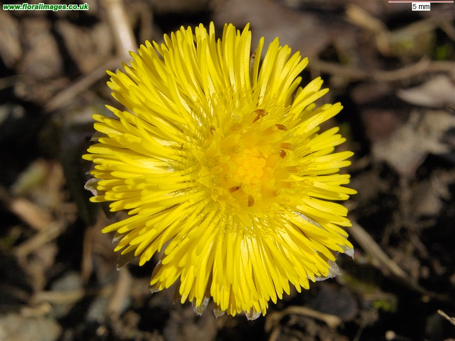 Tussilago farfara