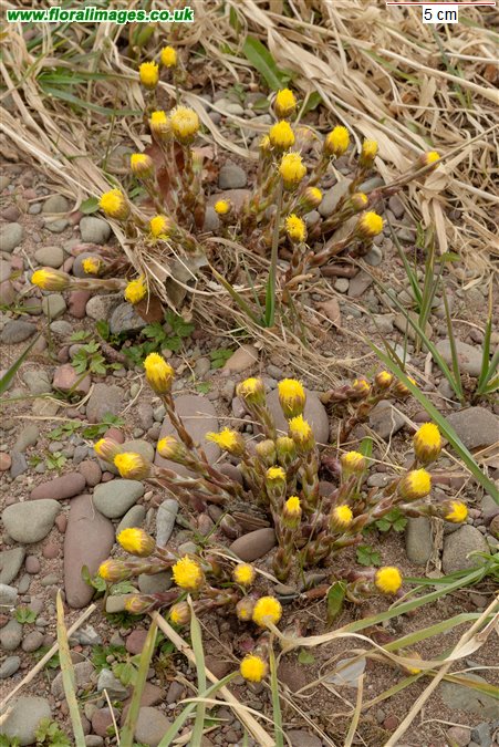 Tussilago farfara