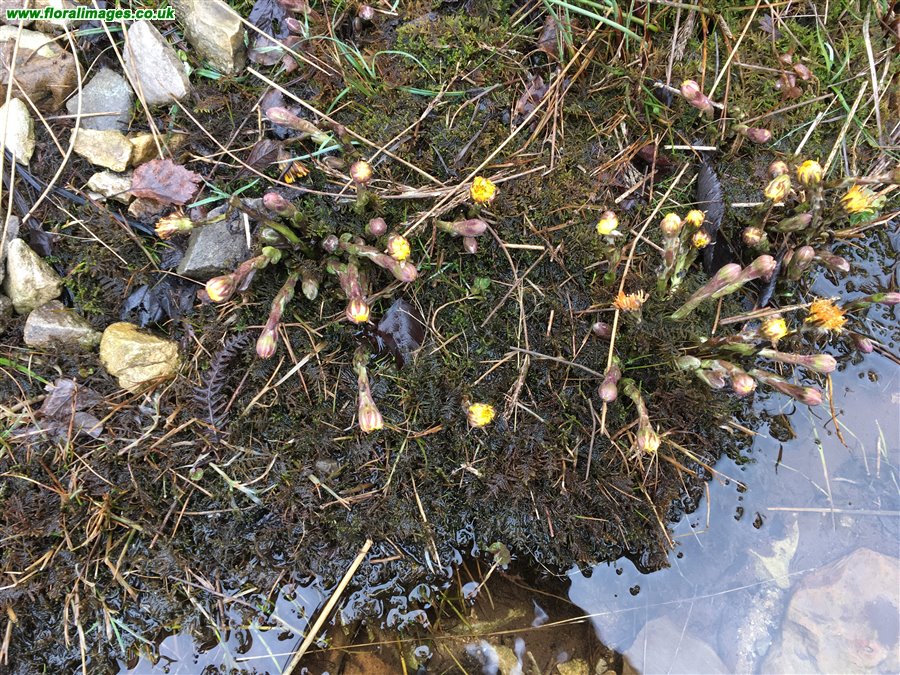 Tussilago farfara
