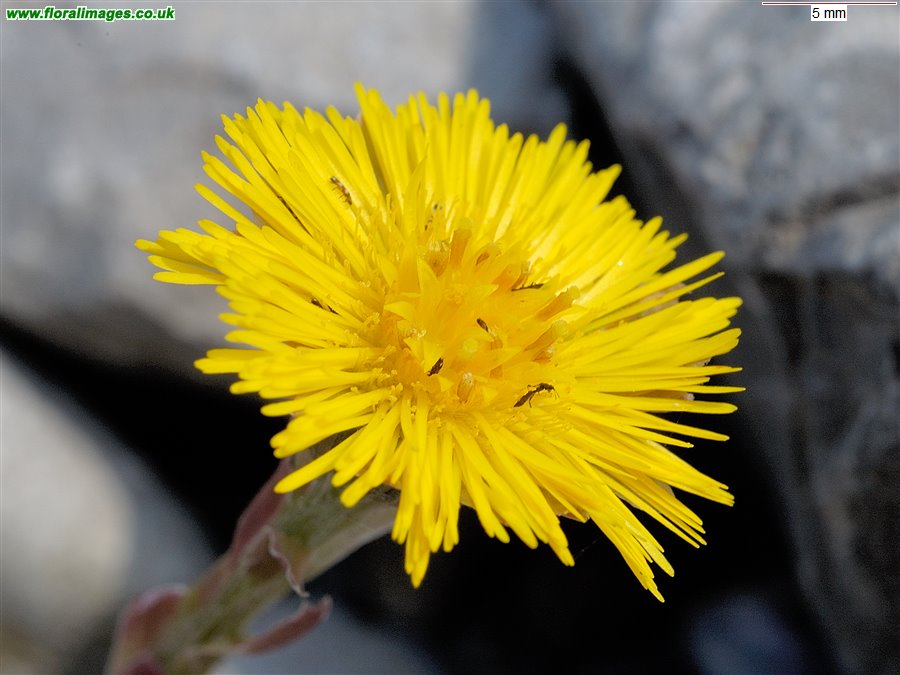 Tussilago farfara, picture 8 of 21