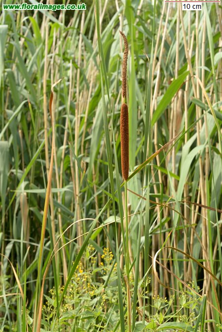Typha angustifolia