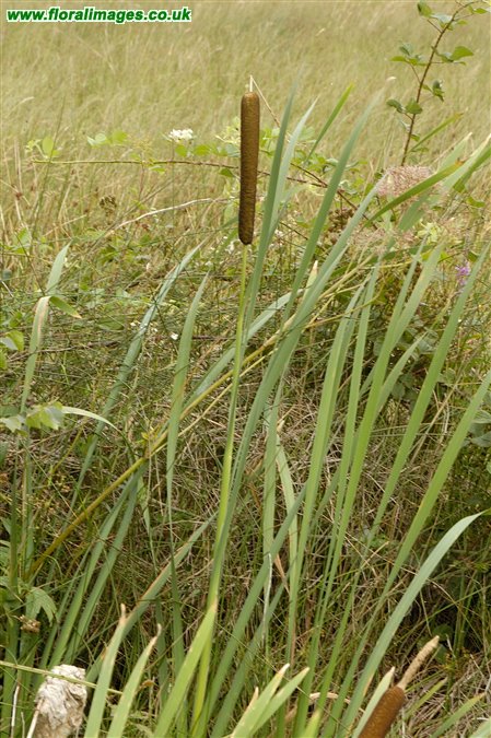 Typha latifolia