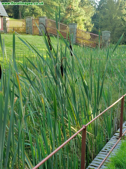 Typha latifolia
