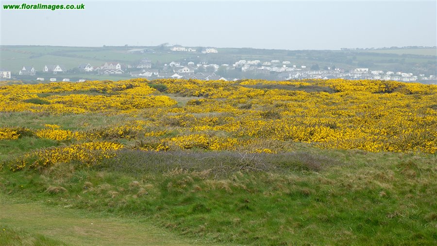 Ulex europaeus