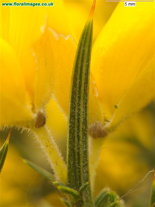 Ulex europaeus