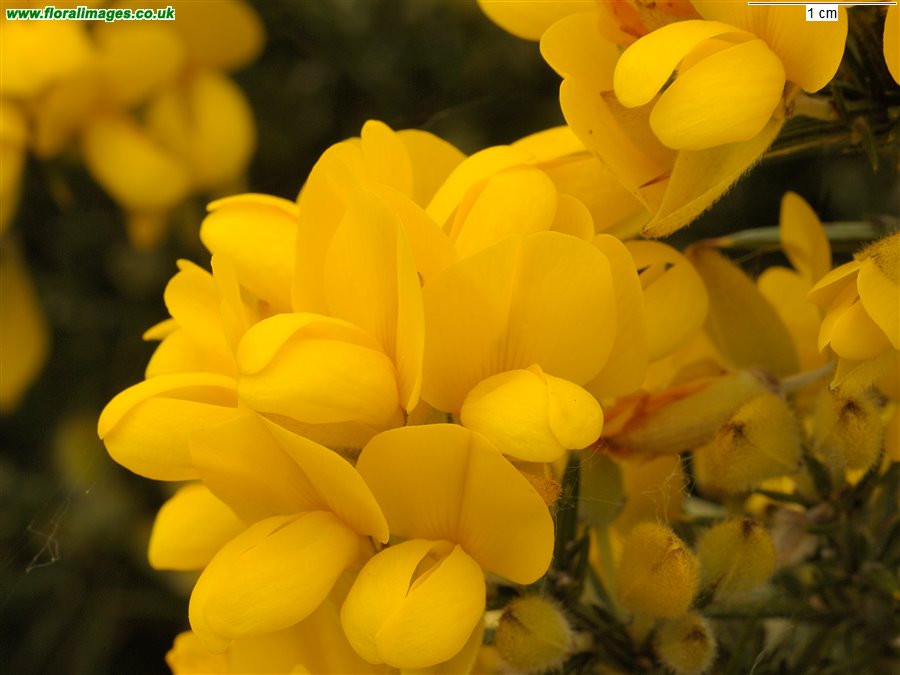 Ulex europaeus