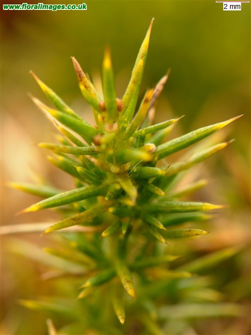 Ulex gallii