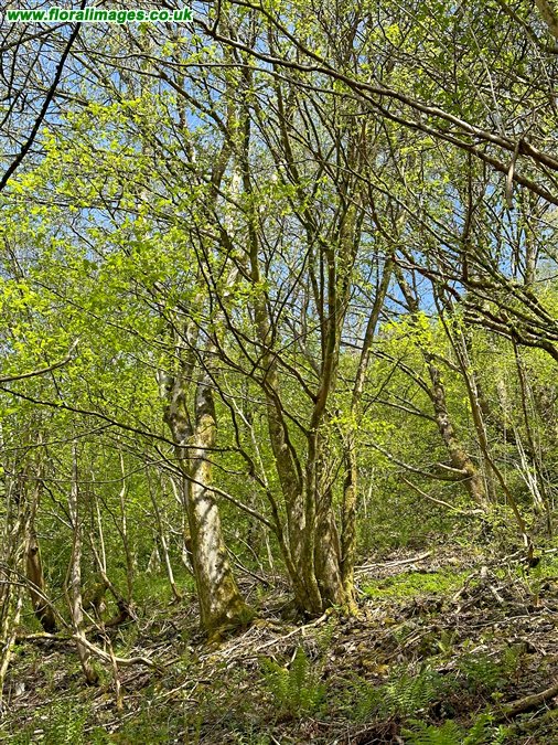 Ulmus glabra