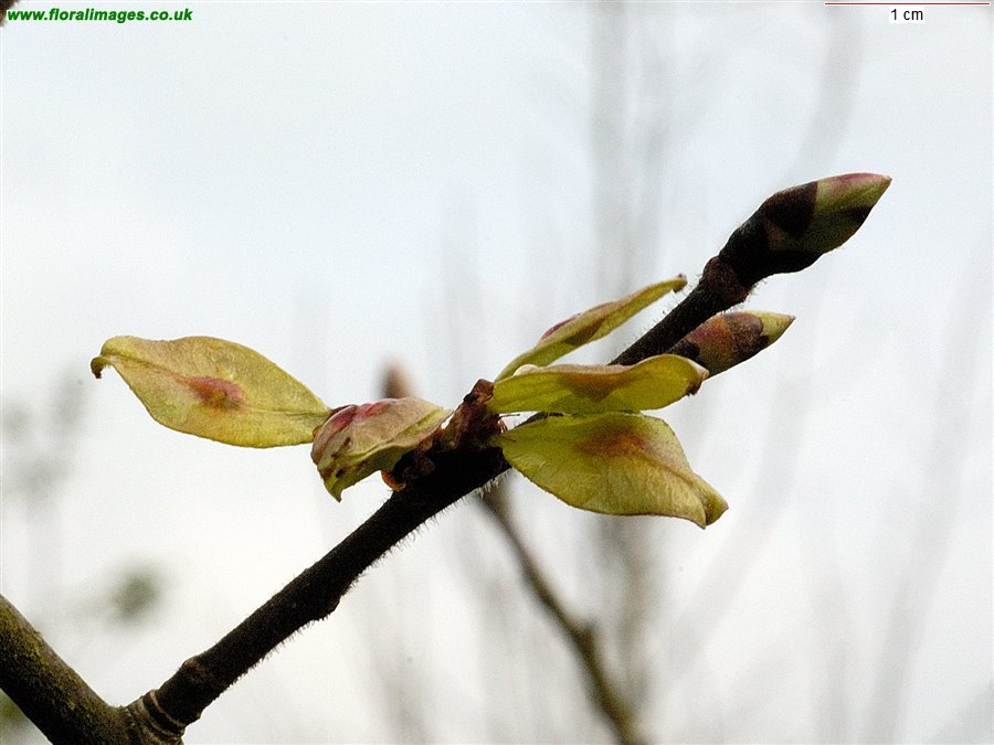 Ulmus glabra