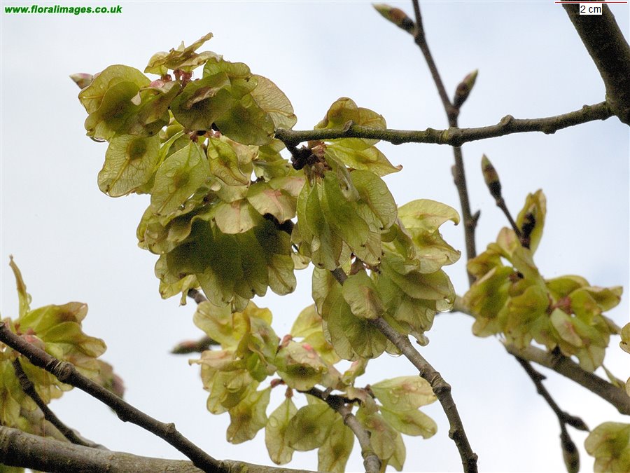 Ulmus glabra