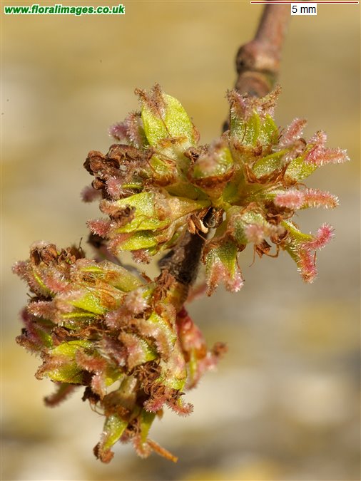 Ulmus minor
