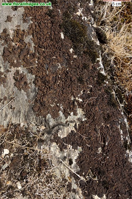 Umbilicaria deusta