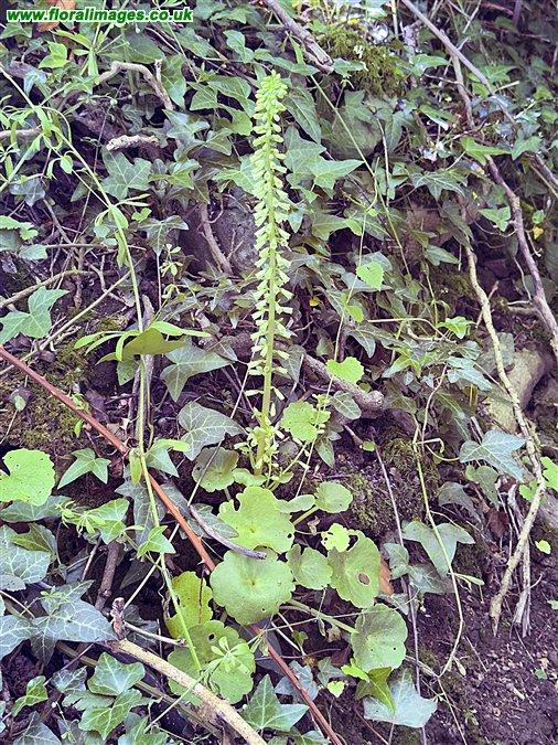 Umbilicus rupestris
