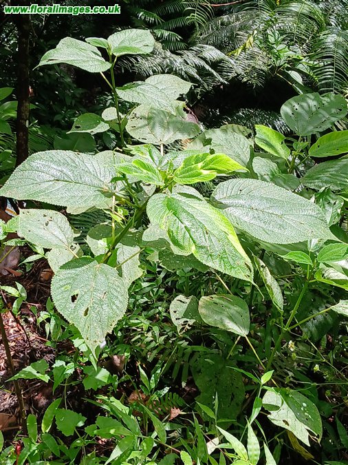 Urera caracasana