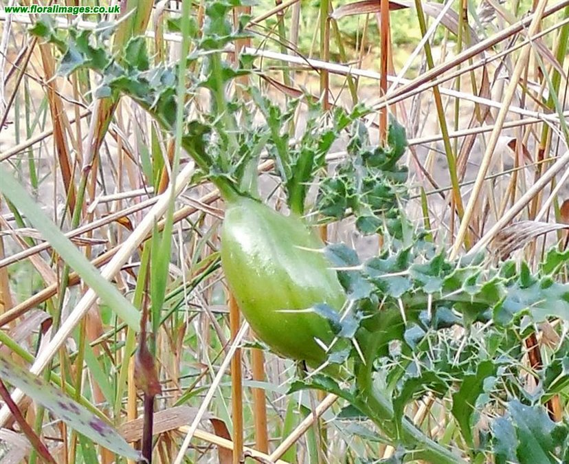 Urophora cardui
