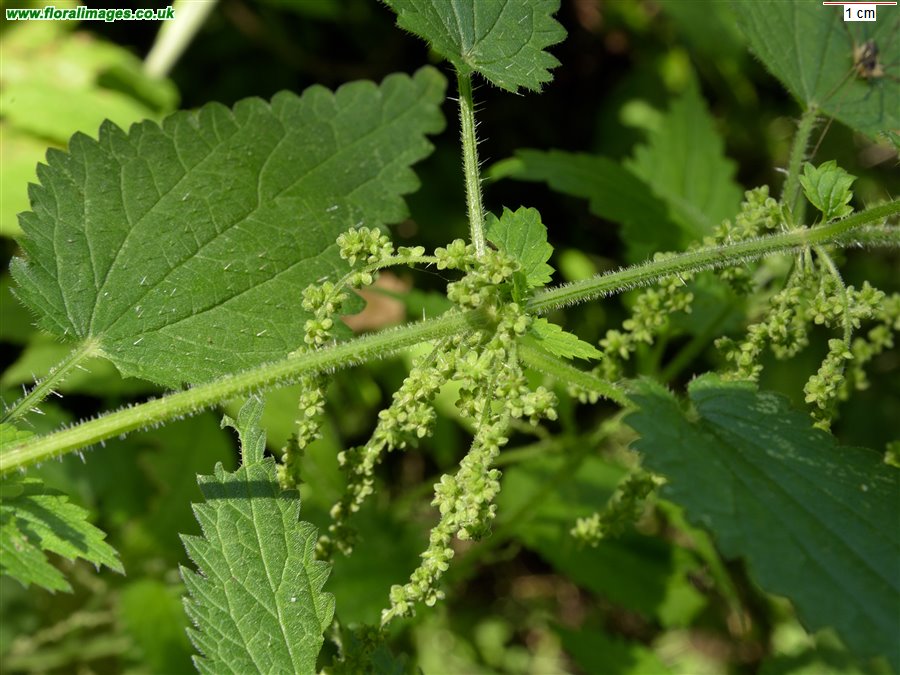 Urtica dioica