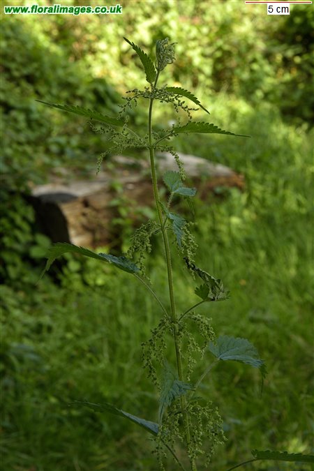 Urtica dioica
