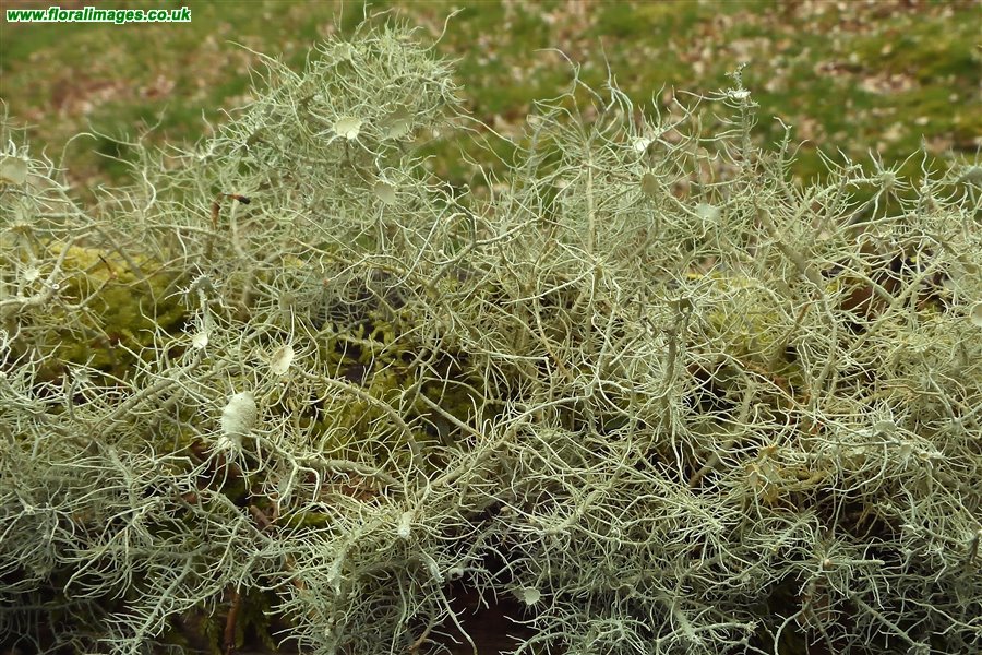 Usnea florida