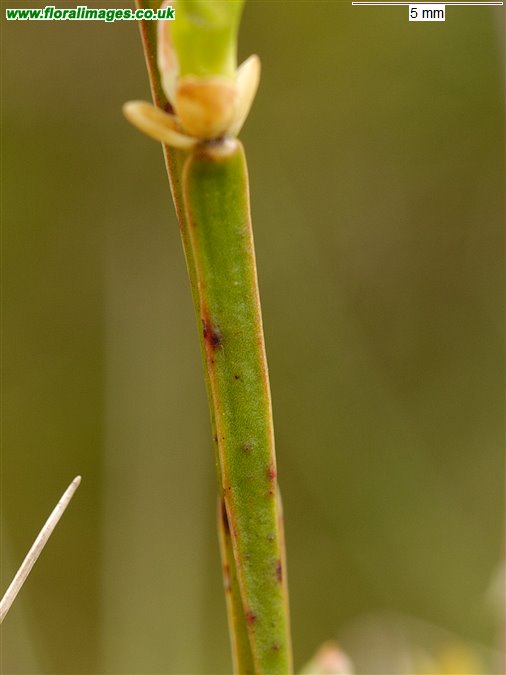 Vaccinium myrtillus