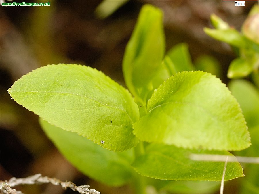 Vaccinium myrtillus