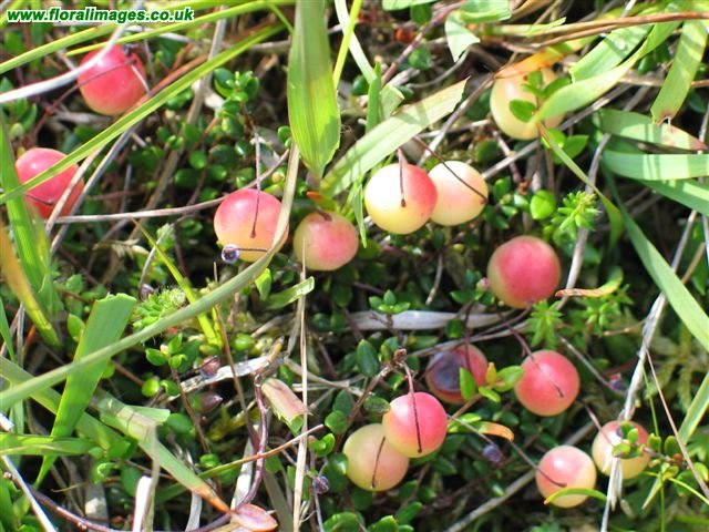 Vaccinium oxycoccos