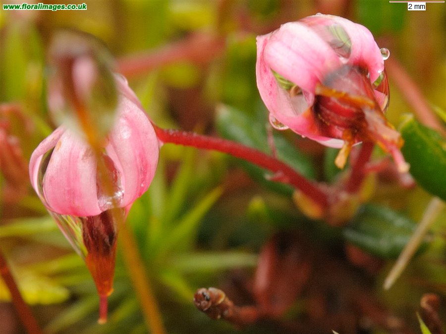 Vaccinium oxycoccos