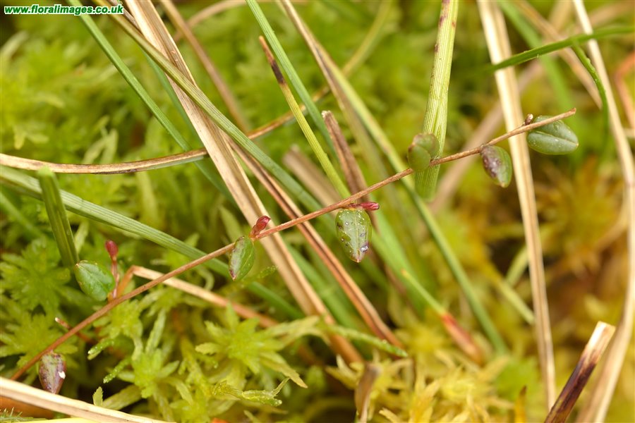 Vaccinium oxycoccos