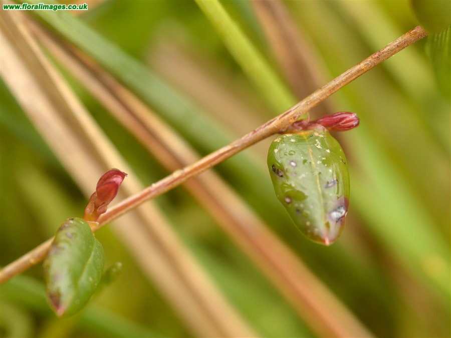 Vaccinium oxycoccos