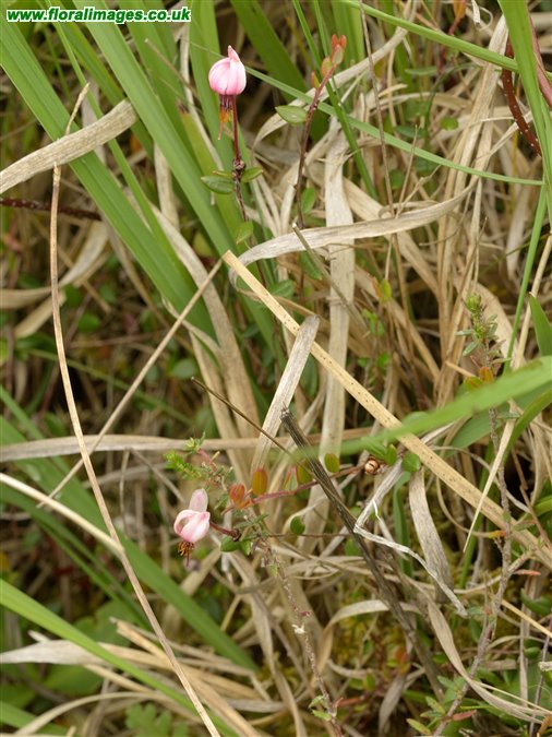 Vaccinium oxycoccos